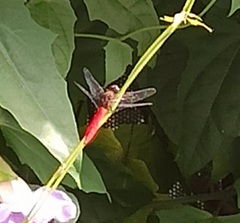 Orthetrum chrysis