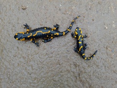 Salamandra salamandra