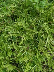 Thelypteridaceae