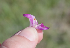 Astragalus argophyllus