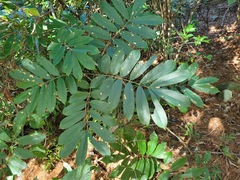 Millettia pachycarpa