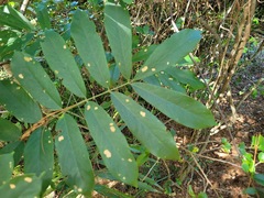 Millettia pachycarpa