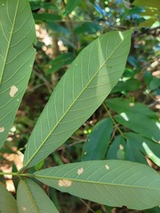 Millettia pachycarpa