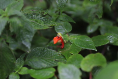 Impatiens nyungwensis