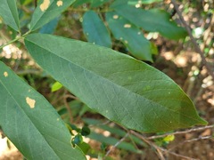 Millettia pachycarpa