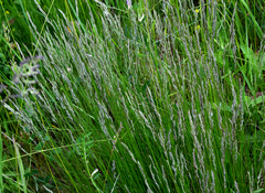 Trichophorum alpinum