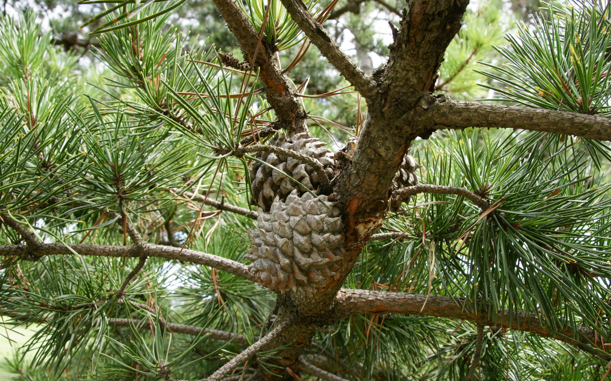 Pinus pungens