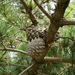 Pinus pungens - Photo (c) romana klee, alguns direitos reservados (CC BY-SA)