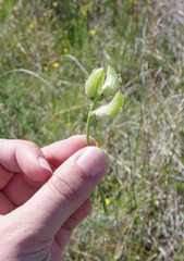 Astragalus argophyllus