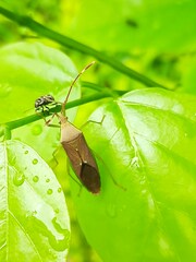 Coreoidea