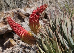 Aloe claviflora