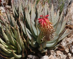 Aloe claviflora