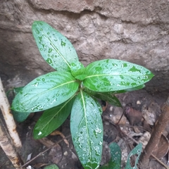 Catharanthus roseus