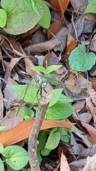Orthetrum albistylum speciosum