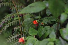 Impatiens nyungwensis