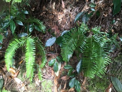 Dicranopteris pedata