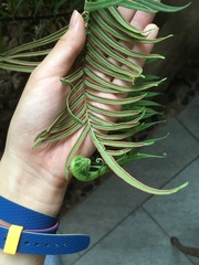 Pteris