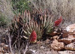 Aloe claviflora