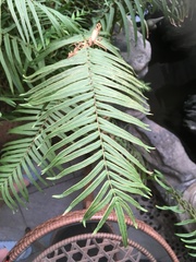 Pteris