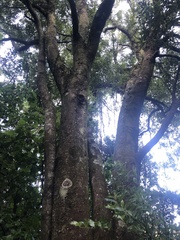 Beilschmiedia tawa