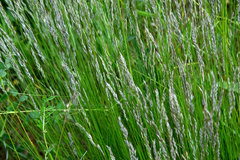 Trichophorum alpinum