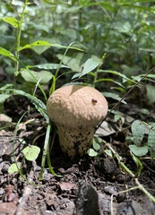 Calvatia