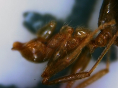 Monomorium