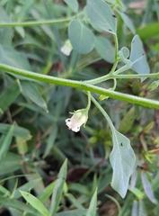 Salpichroa origanifolia