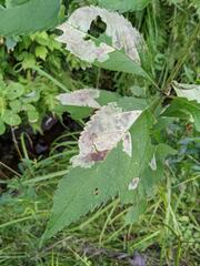 Calycomyza flavinotum
