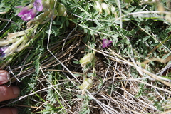 Astragalus argophyllus