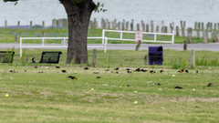 Xanthocephalus xanthocephalus