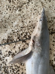 Carcharhinus falciformis