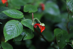 Impatiens nyungwensis