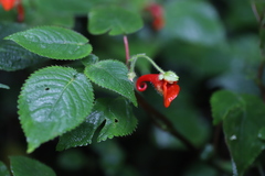 Impatiens nyungwensis