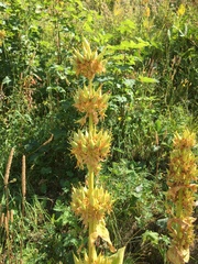 Gentiana lutea