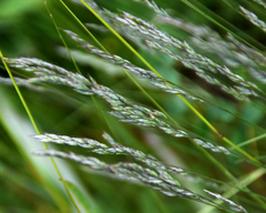 Trichophorum alpinum