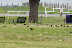 Xanthocephalus xanthocephalus