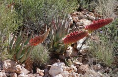 Aloe claviflora