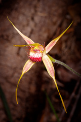 Caladenia pectinata