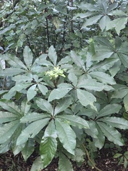 Schefflera digitata