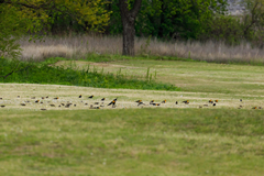 Xanthocephalus xanthocephalus