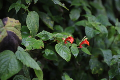 Impatiens nyungwensis