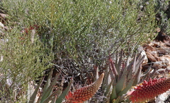 Aloe claviflora