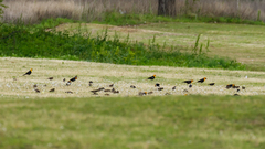 Xanthocephalus xanthocephalus