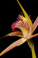 Caladenia pectinata