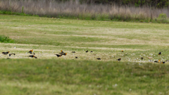 Xanthocephalus xanthocephalus