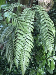 Blechnum filiforme