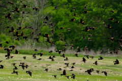 Xanthocephalus xanthocephalus