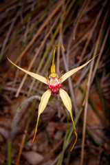 Caladenia pectinata