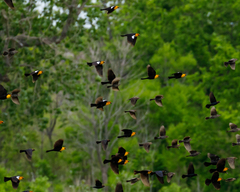 Xanthocephalus xanthocephalus